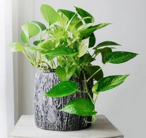 House Plant as Air Purifiers