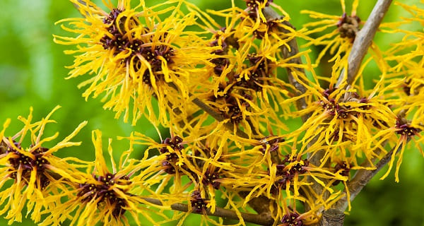 get rid of whiteheads witch hazel