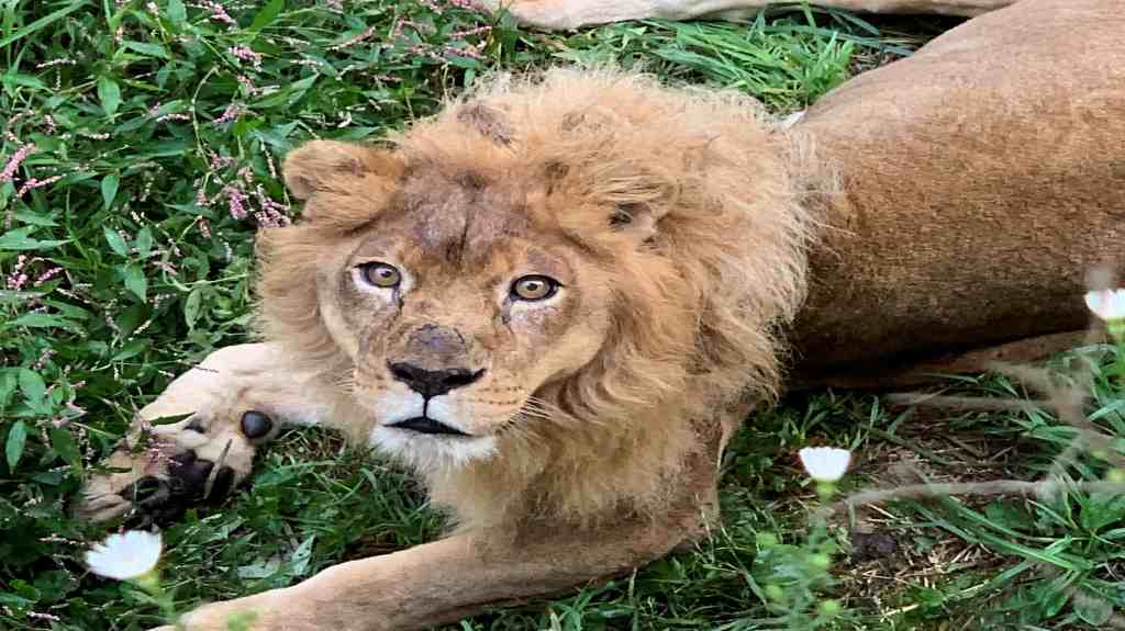 What happened to the lions at Niabi Zoo?
